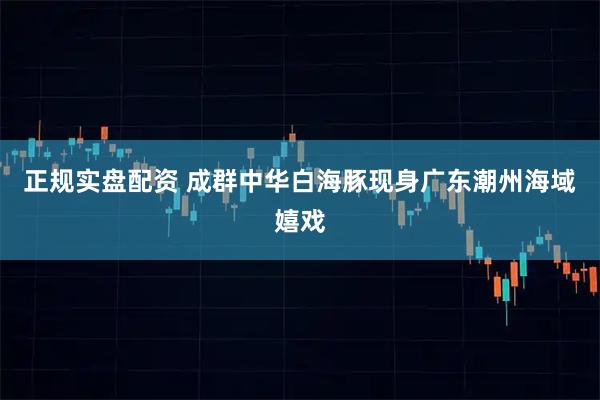 正规实盘配资 成群中华白海豚现身广东潮州海域嬉戏